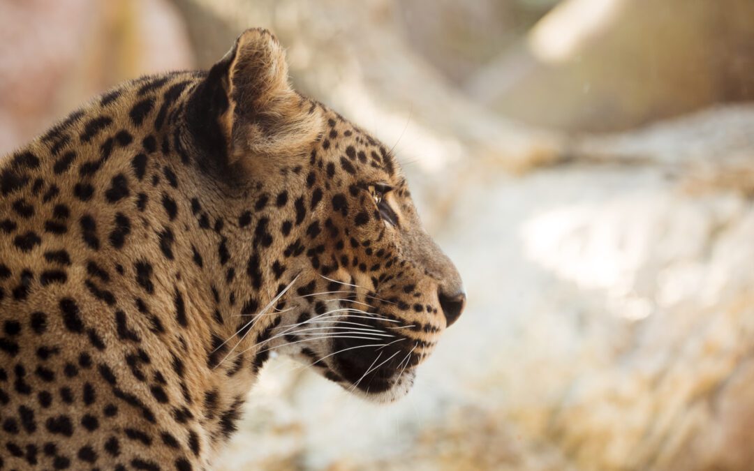 Singtur Foz: conheça a história do sindicato dos guias de turismo